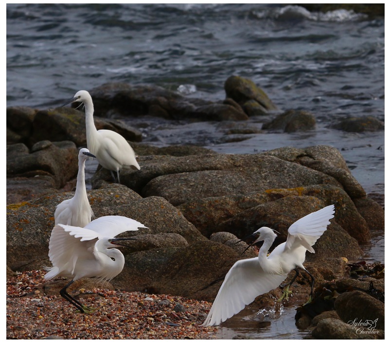 Aigrette garzette - Page 2 7610
