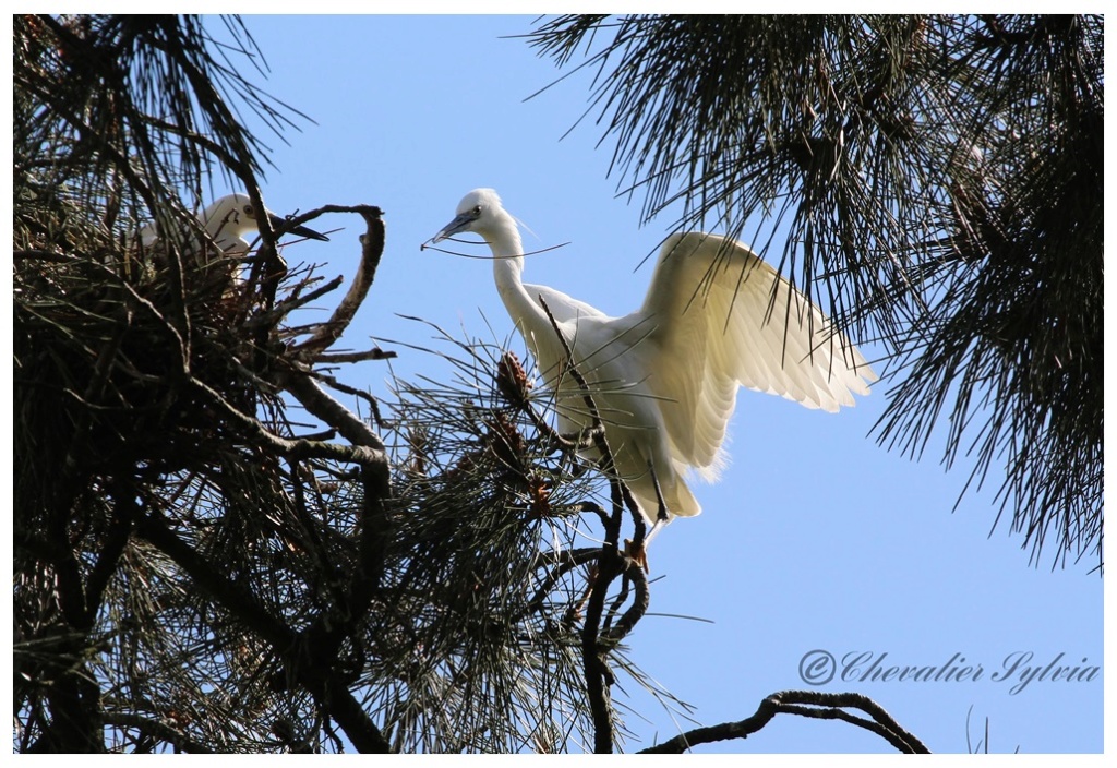 Aigrette garzette - Page 2 7810