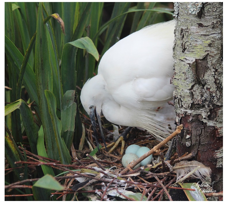 Aigrette garzette - Page 2 8010