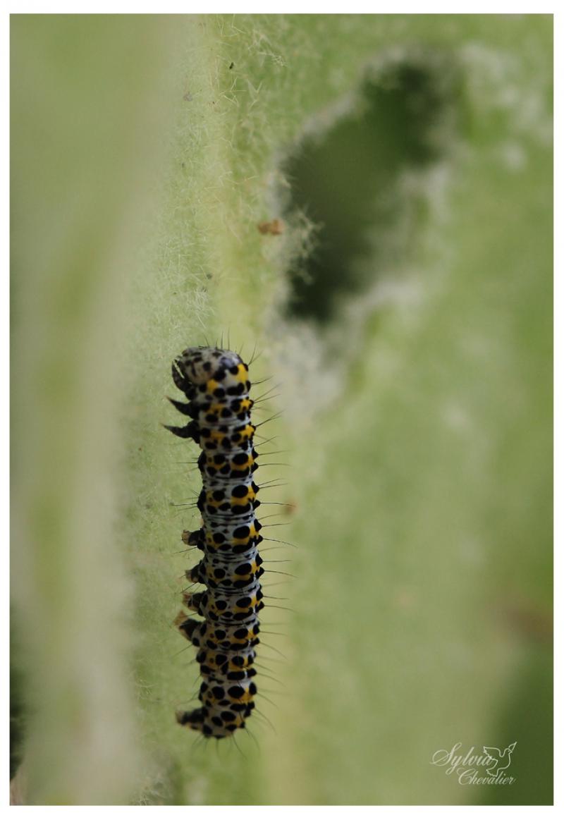 chenille : Cucullie du Bouillon-blanc 9-527110