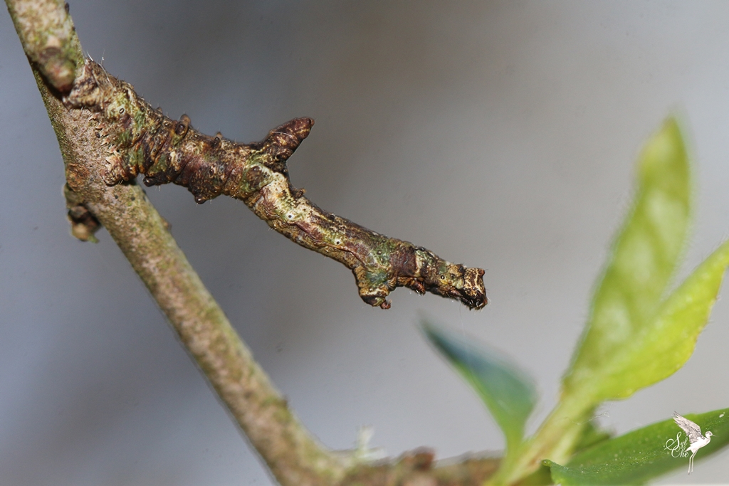 chenille - [Opisthograptis luteolata (chenille)] identification Hétérocères Citron11