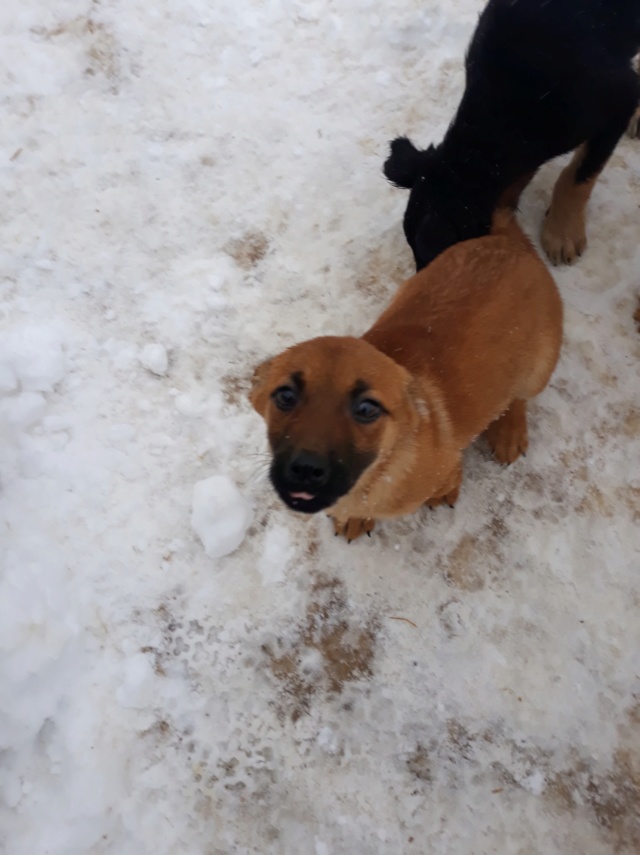 GASTON - mâle croisé de petite taille adulte, né env en juillet 2018. (PASCANI) - Adopté par  Chantal (57) 46485911