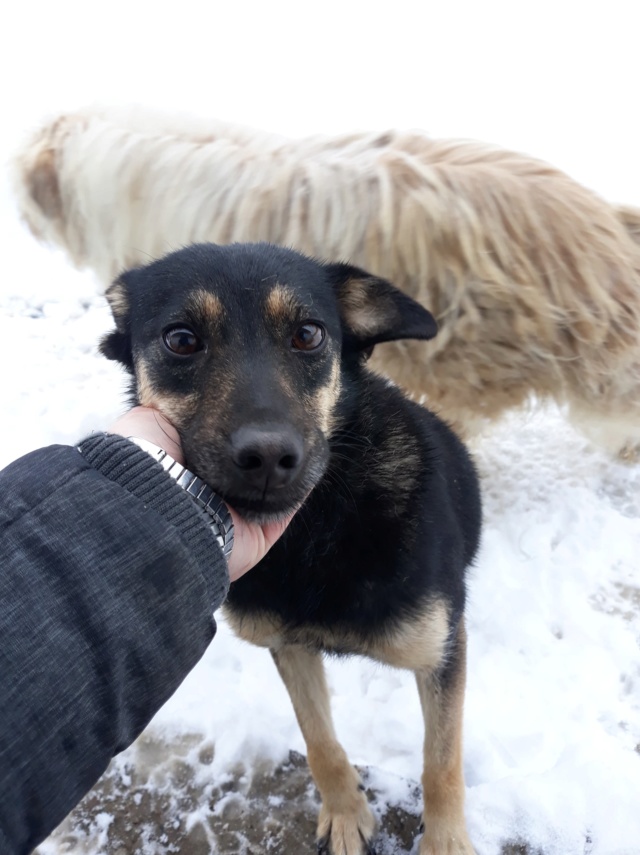 LYCANE - femelle croisée de taille petite à moyenne, née environ en juillet 2013 (PASCANI) - REMEMBER ME LAND - ADOPTEE PAR MICHELLE (68) 46687610