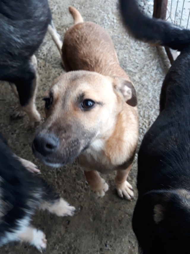 PAKITA - femelle croisée de taille moyenne à grande adulte, née en avril 2018. - adoptée par Sophie ( Belgique) 46837110