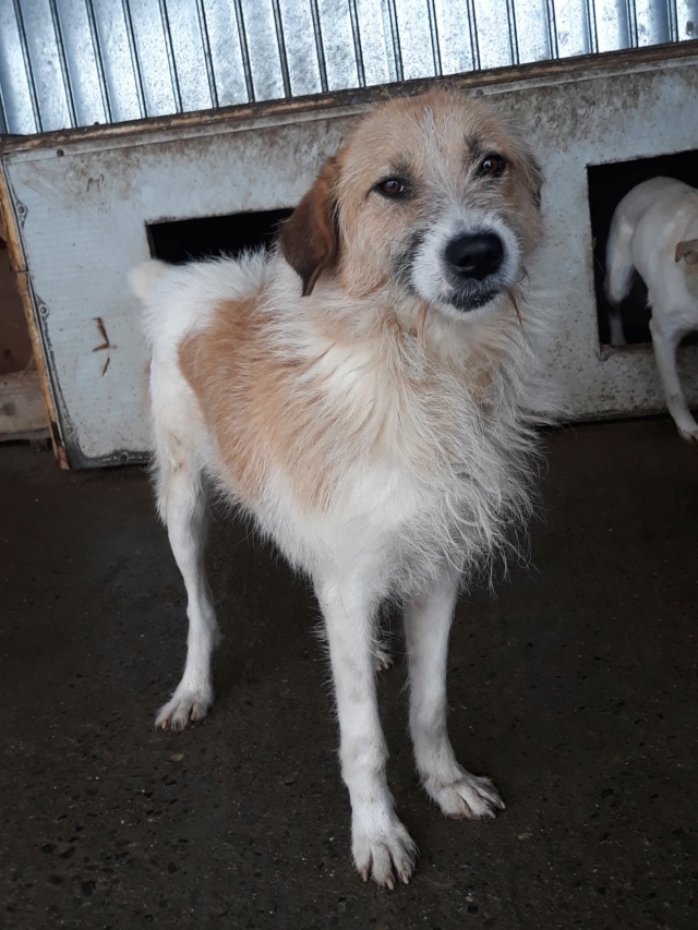 STARK (ex GREYJOY) !! PLUS DE 4 ANS DE BOX !! mâle croisé de taille moyenne, né environ en  avril2014 - REMEMBER ME LAND - Adopté par Pauline (4670 - Belgique)  48390313