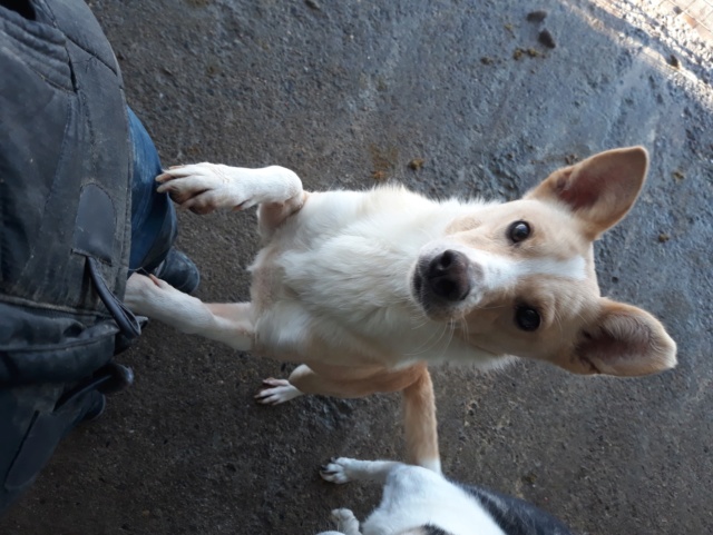 gabin - Gabin !! Plus de 4 ans de box !! mâle, né environ en février 2016, taille moyenne - REMEMBER ME LAND - Adopté par Lea et Damien (54) - Page 2 48396610