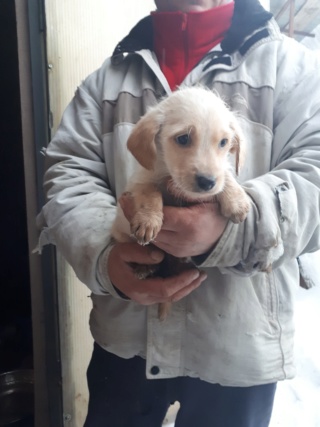 BINGO - magnifique mâle croisé golden retriever sable de taille moyenne adulte, né en octobre 2018. (PASCANI) - REMEMBER ME LAND - DECEDE 49690710