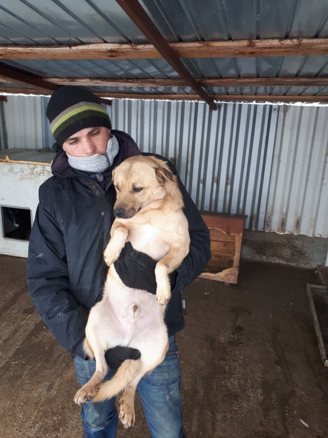 PIMOUSS - mâle croisé de taille petite à moyenne, né environ en mai 2013  (PIATRA NEAMT) - adopté par Rémi (Belgique)  50330310