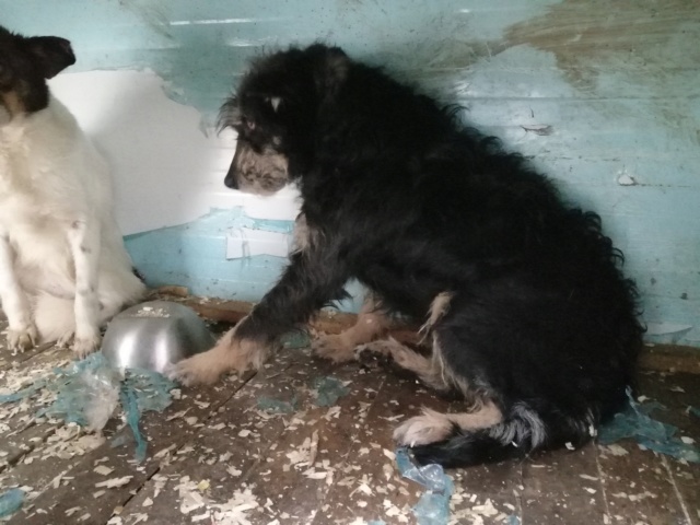 MAYA ( ex MIDNIGHT) - !! Plus de 3 ans de box !! femelle croisée de taille moyenne, née environ en novembre 2015 - REMEMBER ME LAND - en FA chez Clémentine (54)  - Adoptée par Céline (88)  51506010