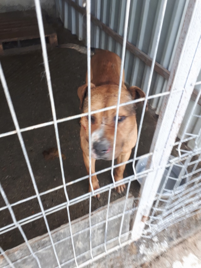 TRISTAN - VIEUX MALE PITBULL Ancien chien de combat, taille moyenne - Né environ en 2009 (PASCANI) REMEMBER ME LAND - Adopté par Sophie (Belgique)  51543311