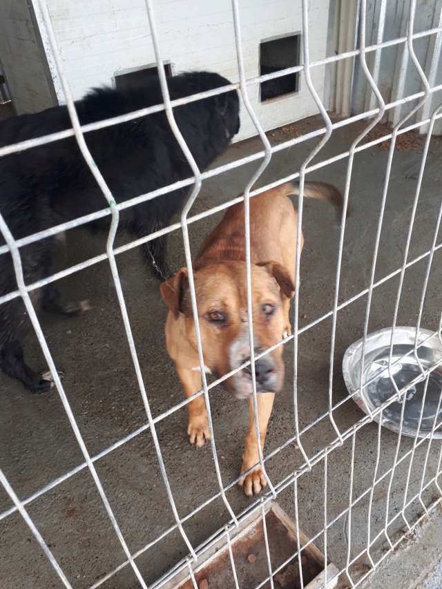 TRISTAN - VIEUX MALE PITBULL Ancien chien de combat, taille moyenne - Né environ en 2009 (PASCANI) REMEMBER ME LAND - Adopté par Sophie (Belgique)  51613111