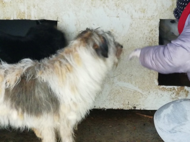 POLLUX !! + de 4 ans de box !! - mâle croisé de taille moyenne, né en février 2015 - REMEMBER ME LAND - Adopté par Marie Reine (4300 - Belgique)  - Page 3 51871611