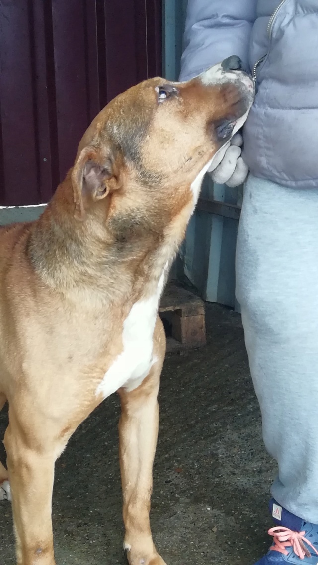 TRISTAN - VIEUX MALE PITBULL Ancien chien de combat, taille moyenne - Né environ en 2009 (PASCANI) REMEMBER ME LAND - Adopté par Sophie (Belgique)  52113310