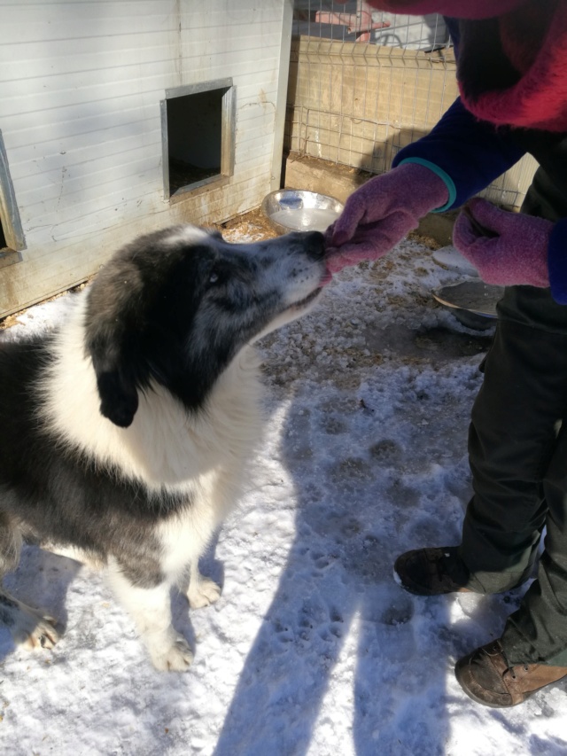 ELVIS - mâle croisé, à poils longs, de taille moyenne, né environ environ février 2011 (PASCANI) - REMEMBER ME LAND - Adopté par Lisa et Tristan (34)  52445510