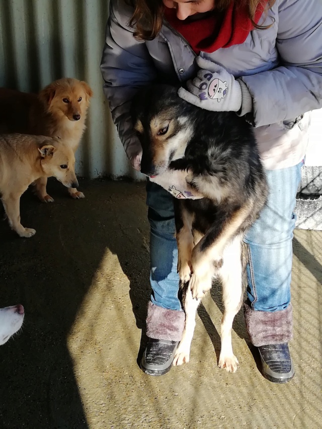 MARIO - mâle croisé de taille moyenne, né en 2015 - adopté par Sylvie et Jérôme (45)  52528610