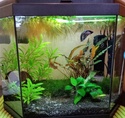 Nano 25L betta Img_2038