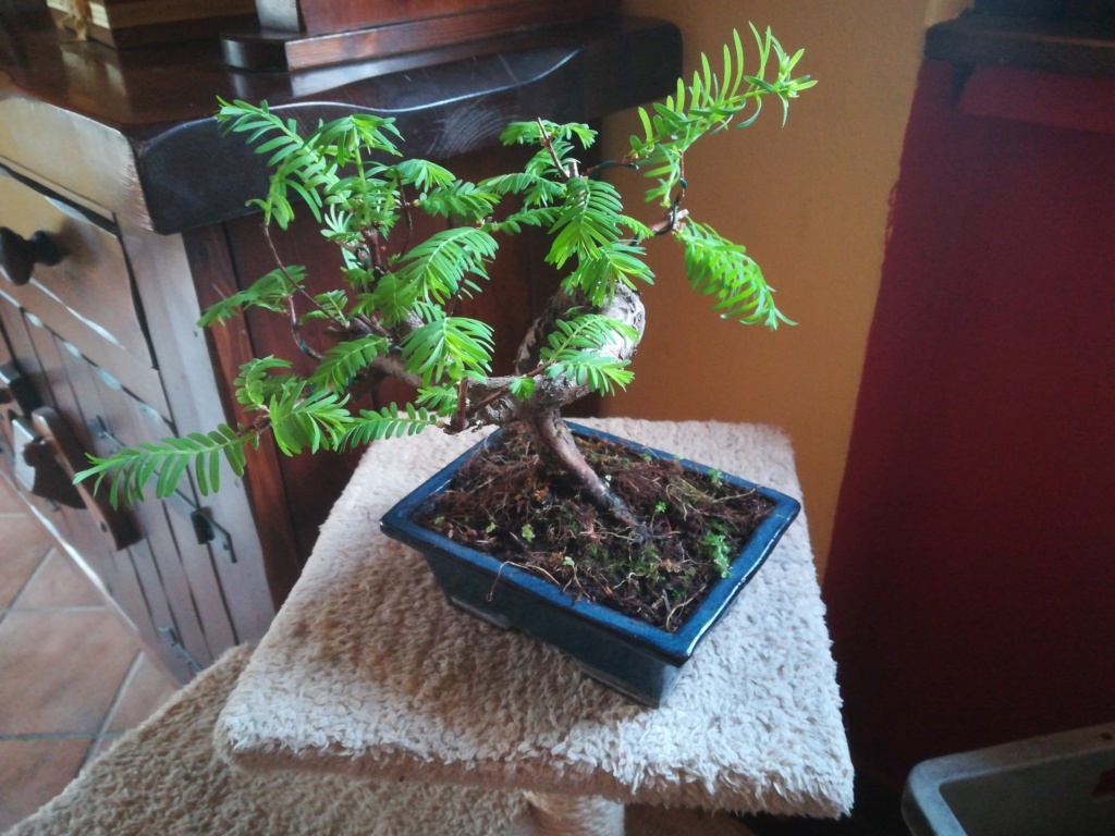 Nuovo bonsai metasequoia 15549110