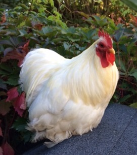 À adopter : coq Bantam Pekin Coq110