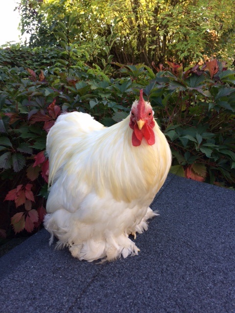 À adopter : coq Bantam Pekin Coq210