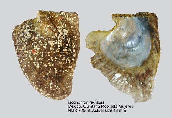 Isognomon radiatus - (Anton, 1838) Isogno10