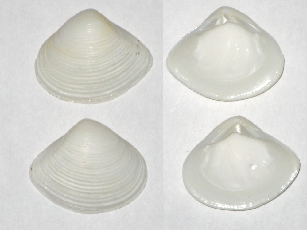 Mesodesmatidae : Atactodea striata - (Gmelin, 1791)  Tivela12