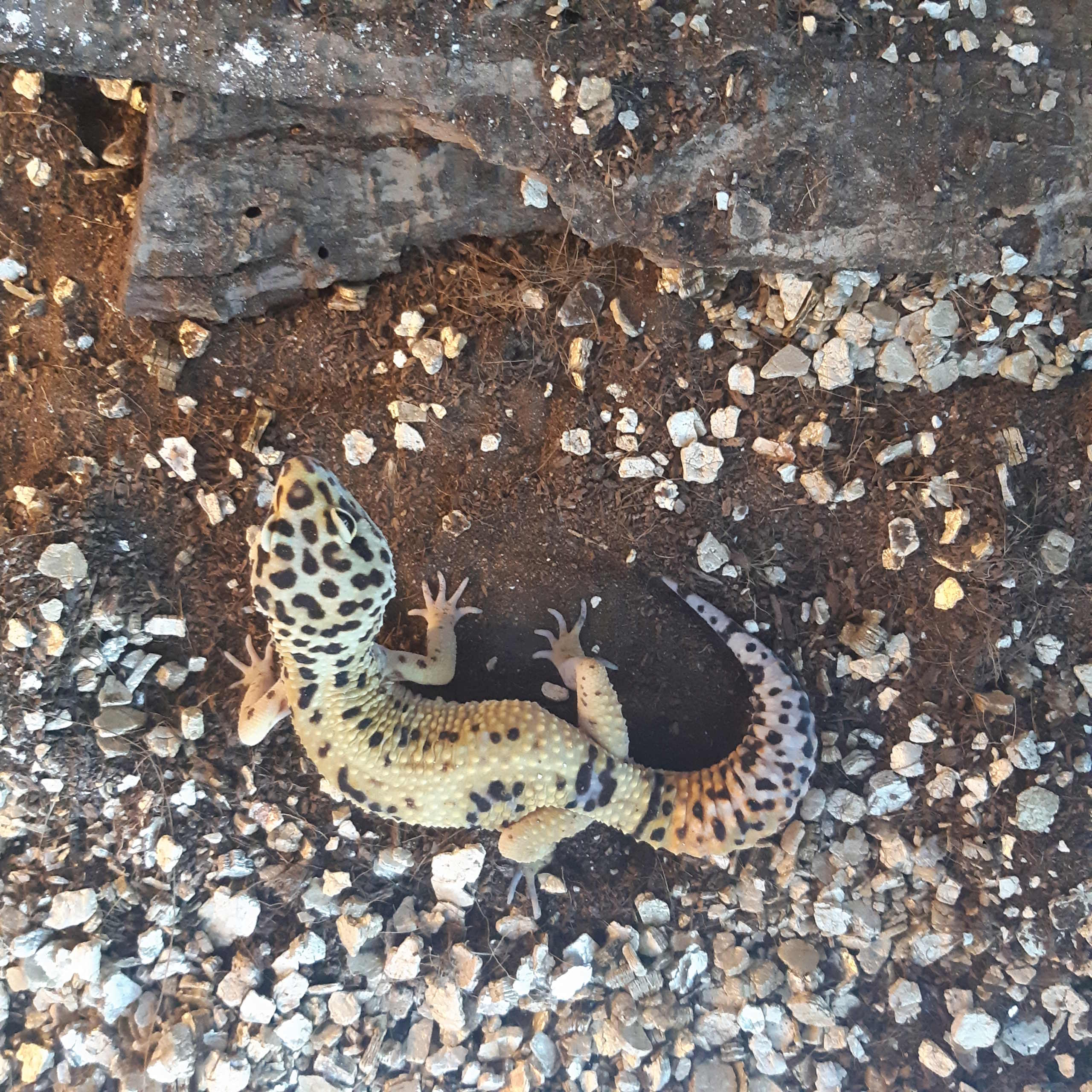 Identification phase geckos leopard 15857410