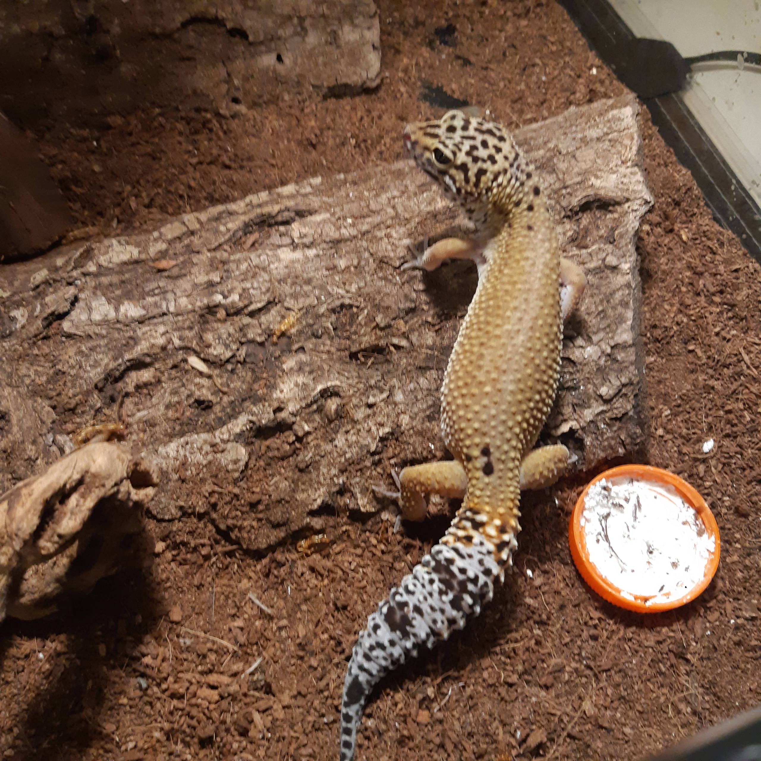 Identification phase geckos leopard 20191210