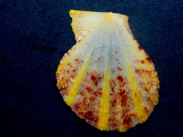 Mirapecten_boutetorum Dijkstra, 2011 et Semipallium_fulvicostatum - (A. Adams & Reeve, 1850) des_Tuamotu  110b10