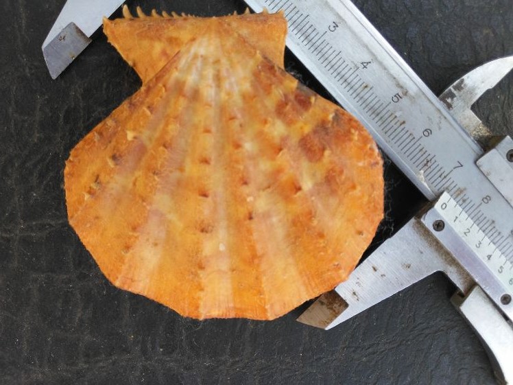 Mirapecten yaroni Dijkstra & Knudsen, 1998  20190810