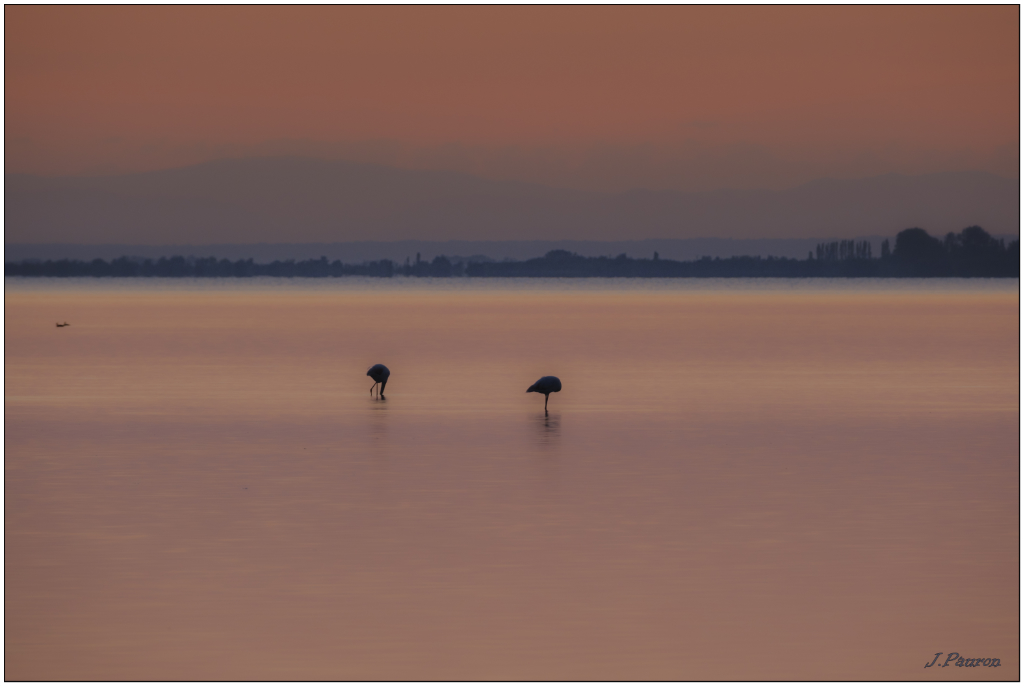 La Camargue par Jacques PAURON _dsf9411