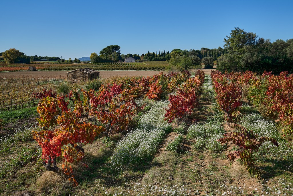 Jacques PAURON - lumières d'automne dans les vignes _esa0327
