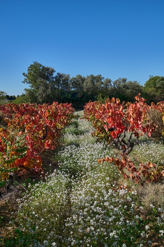 Jacques PAURON - lumières d'automne dans les vignes _esa0330
