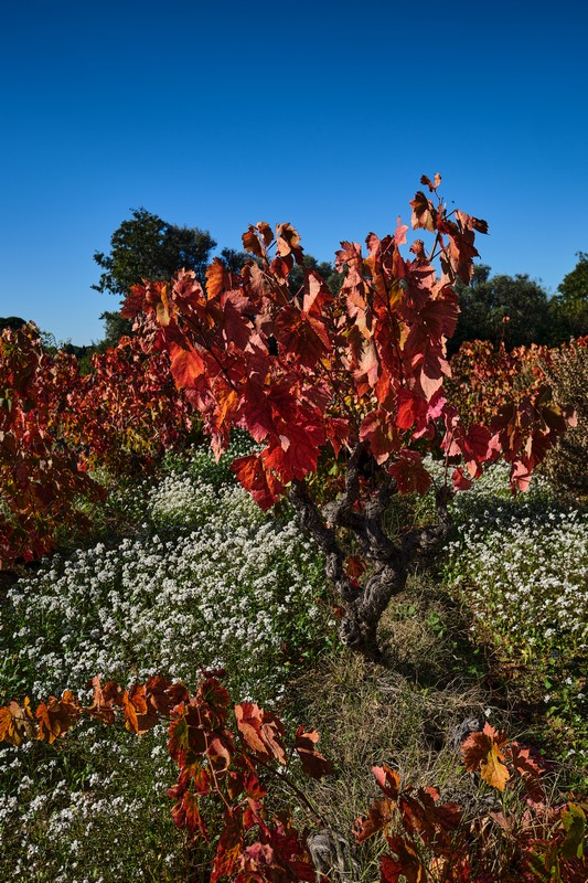 Jacques PAURON - lumières d'automne dans les vignes _esa0331