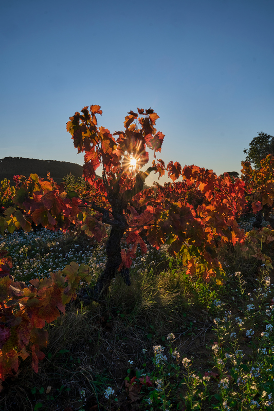 Jacques PAURON - lumières d'automne dans les vignes _esa0333