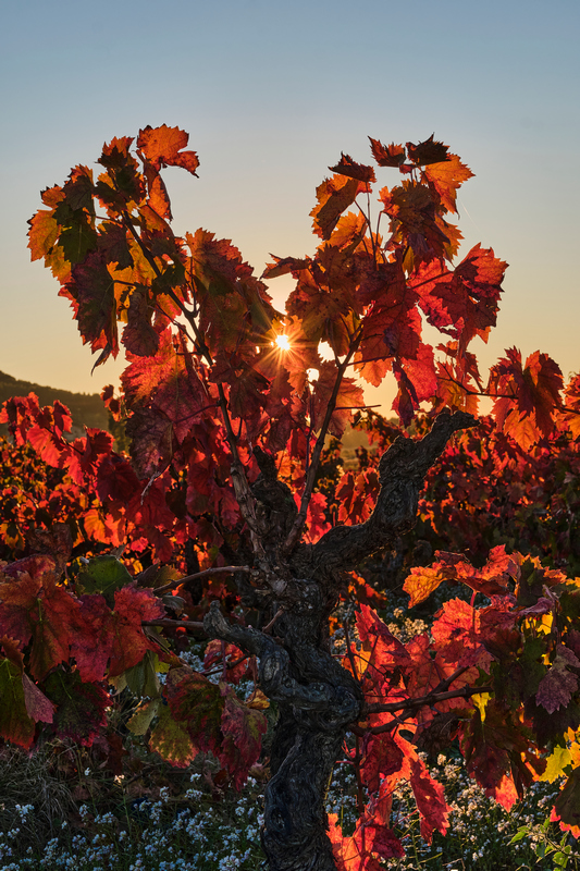 Jacques PAURON - lumières d'automne dans les vignes _esa0337