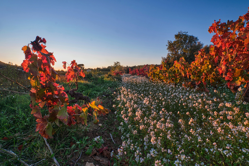 Jacques PAURON - lumières d'automne dans les vignes _esa0341