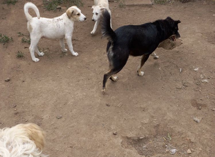 PACO - Chiot mâle croisé de taille petite à moyenne à l'âge adulte - Né en début mars 2021 environ - (FOURRIERE) - En pension chez CRISTINA - Adopté par Audrey H (depart21) 13128311