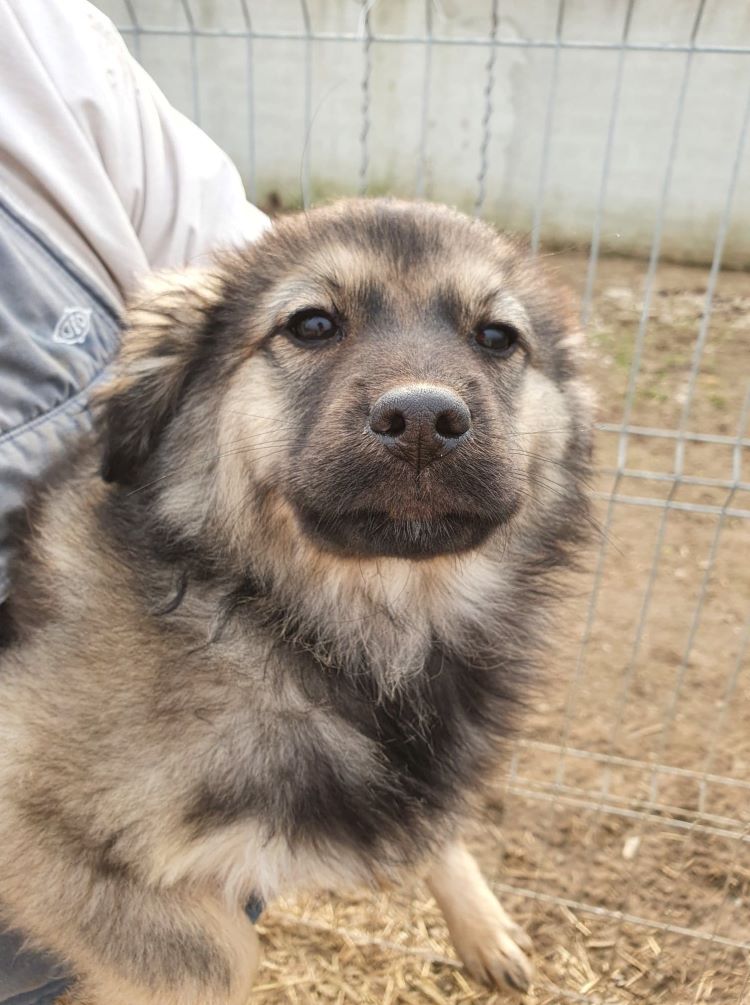 PACHKA- Chiot mâle croisé de taille petite à moyenne adulte, né en fin novembre 2020 environ - ALINA M - Adopté par Myrtille C (depart67) 15233610