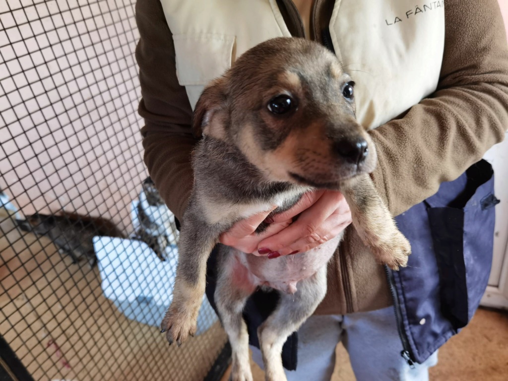 POGO (ex SNOWY) - Chiot mâle croisé de taille petite à moyenne adulte, né en fin novembre 2020 environ - ALINA M - Adopté par Mallauryne L (depart60) 15481510