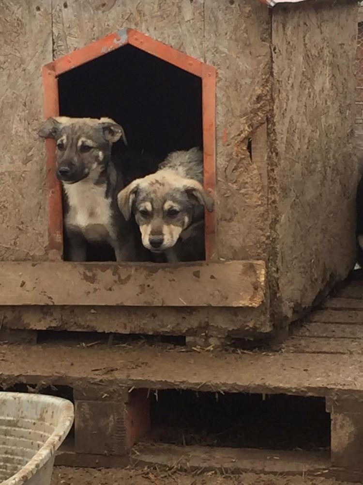 POGO (ex SNOWY) - Chiot mâle croisé de taille petite à moyenne adulte, né en fin novembre 2020 environ - ALINA M - Adopté par Mallauryne L (depart60) 16094410