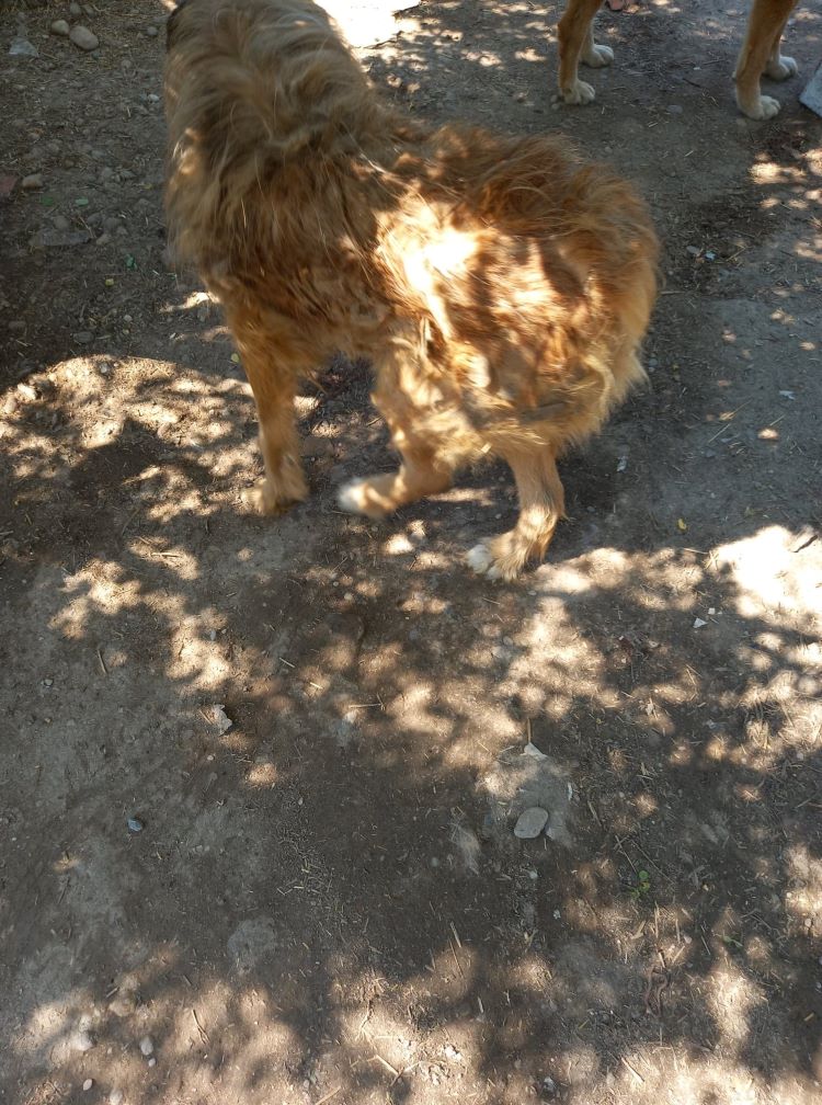 CHARLY - Mâle croisé de taille moyenne à grande (25 kg) - Né en 2009 environ - (FOURRIERE) - En pension chez CRISTINA. Adopté par Dominique C. (depart28) 19551510