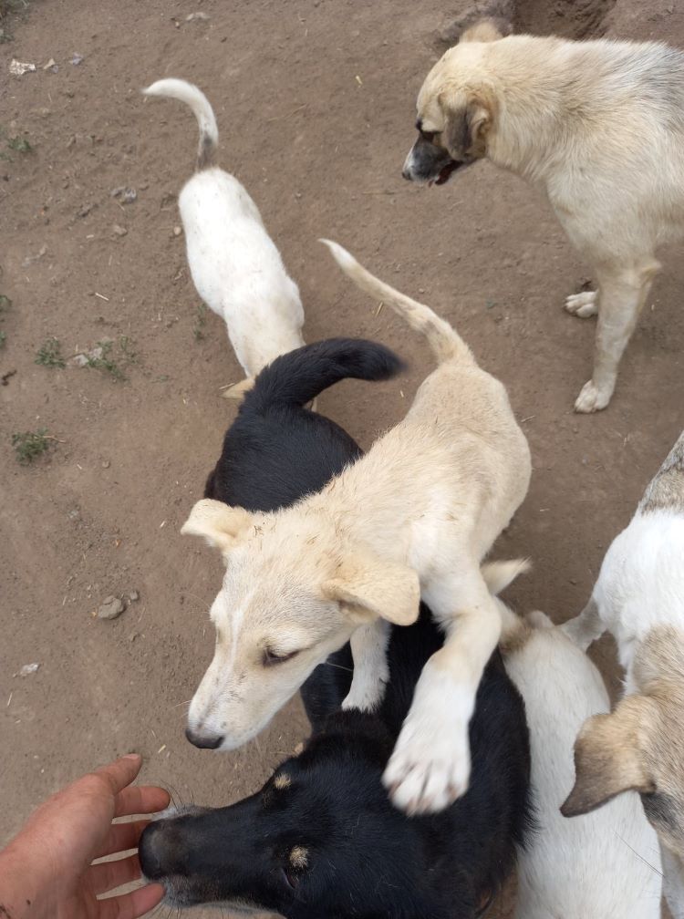 MILO (ex SISKO) - Chiot mâle croisé de taille petite à moyenne à l'âge adulte - Né en début mars 2021 environ - (FOURRIERE) - En pension chez CRISTINA - Adopté par Mireille S (depart06) 19925910