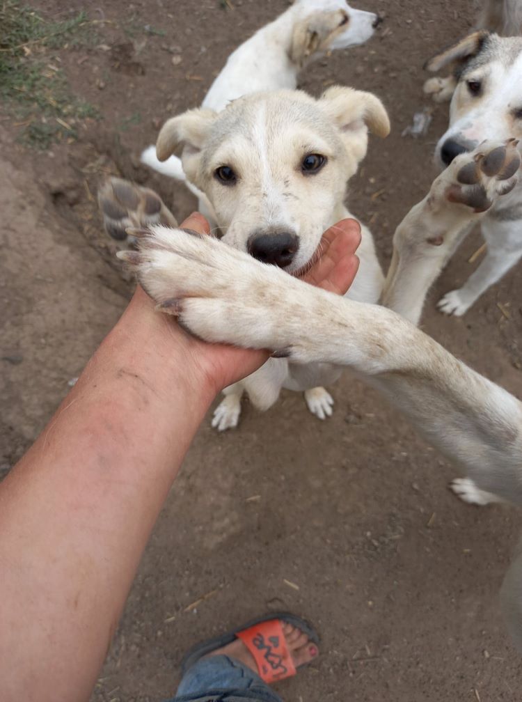 MILO (ex SISKO) - Chiot mâle croisé de taille petite à moyenne à l'âge adulte - Né en début mars 2021 environ - (FOURRIERE) - En pension chez CRISTINA - Adopté par Mireille S (depart06) 19934810