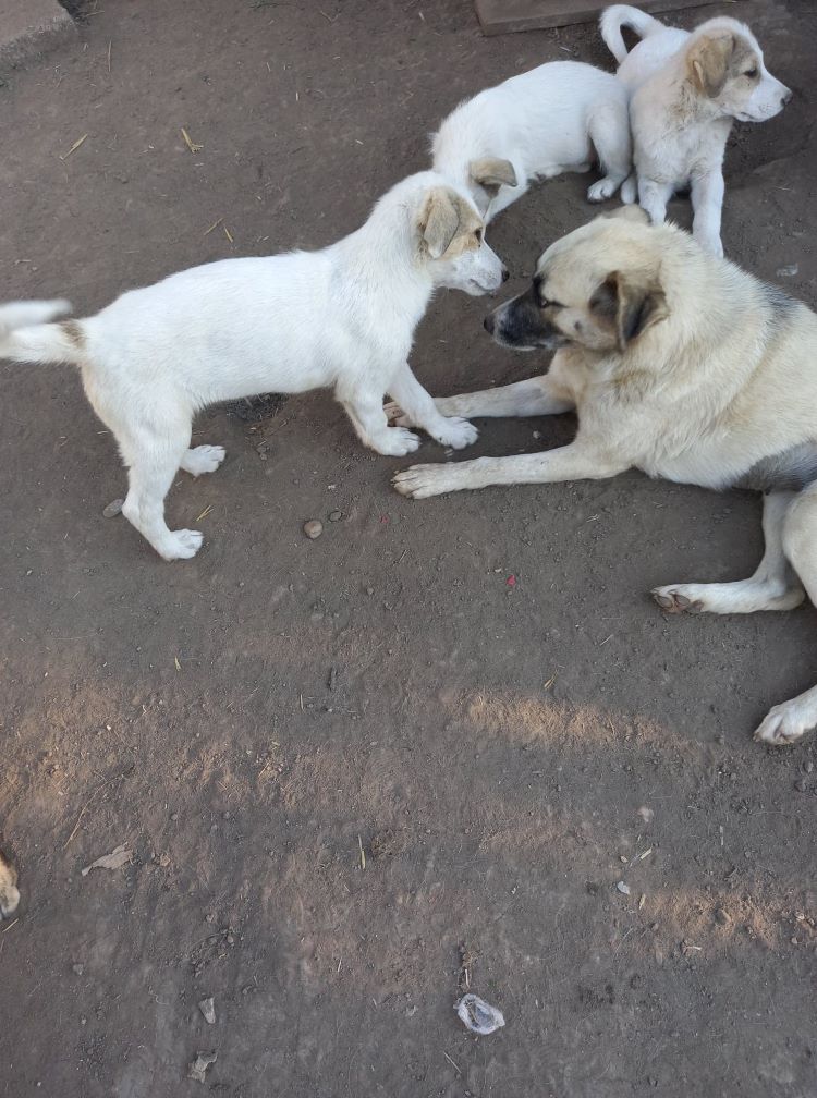 DOLLY (ex PERLA) - Chiot femelle croisée de taille petite à moyenne à l'âge adulte - Née en début mars 2021 environ - (FOURRIERE) - En pension chez CRISTINA - Adoptée par Charlène H et Sean S (depart74) 19985511