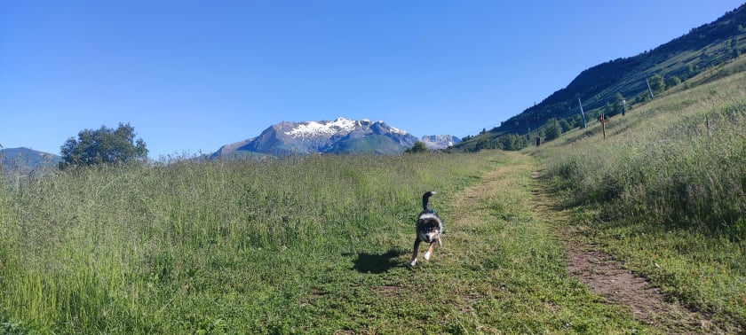 YUKI (ex TOMI) - Mâle croisé de petite taille - Borgne - Né en 2017/2018 environ - CRISTINA - Adopté par Marine S (depart92) - Page 2 21063410