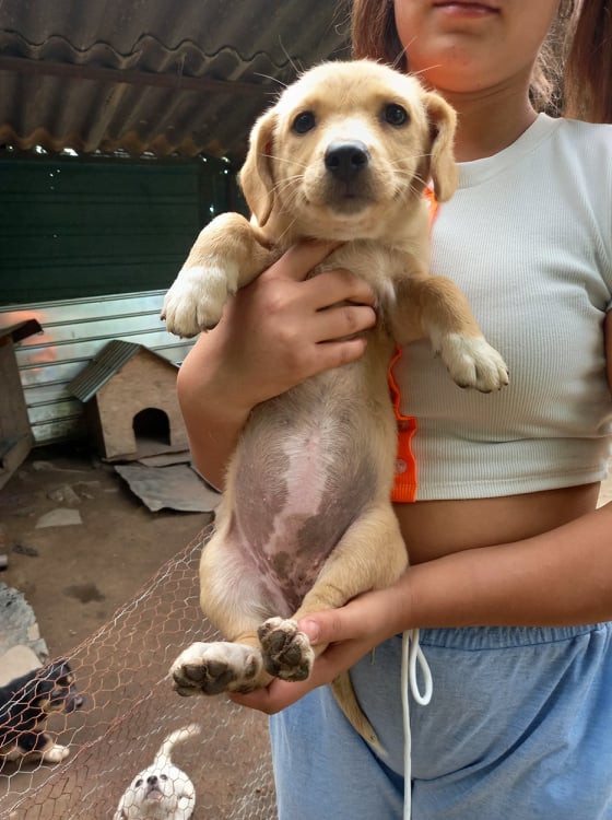 BELLE (ex FLICKA) - Chiot femelle croisée de taille petite à moyenne à l'âge adulte - Née en juin environ - CRISTINA - En pension chez CRISTINA - Adoptée par Joséphine T (depart69)  24108914