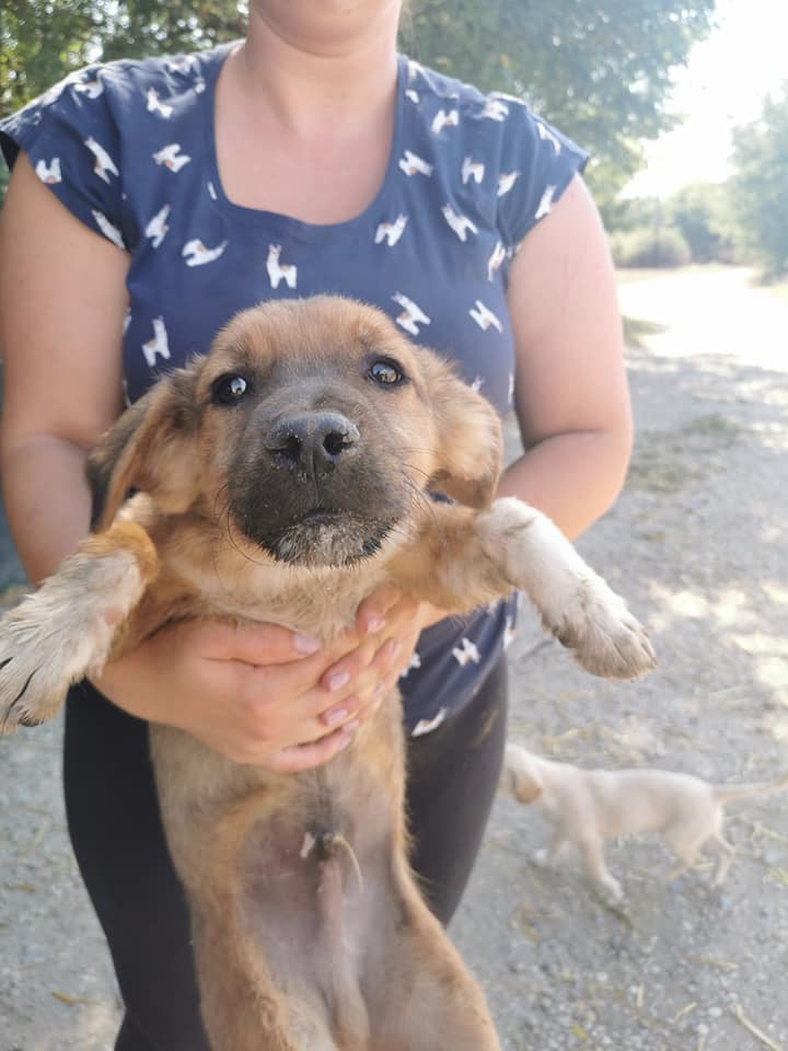 ATHOS (ex BÉLÉNUS) - Chiot mâle croisé de petite taille à l'âge adulte - Né en avril 2021 environ - (FOURRIERE) - En pension chez CRISTINA - Adopté par Daniel W (depart67) 24165310