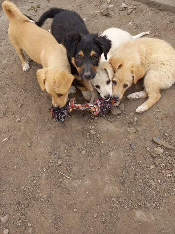 SCRATCH (ex REGLISSE) - Chiot mâle croisé de taille petite à moyenne à l'âge adulte - Né en juin 2021 environ - CRISTINA - En pension chez CRISTINA - Adopté par Rachel H (depart57) 24261013