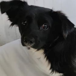 JAZZ (ex OREO) - Mâle croisé de petite taille - Né en 2020 environ - EN FOURRIERE - Adopté par Violette O (depart92) 24377210