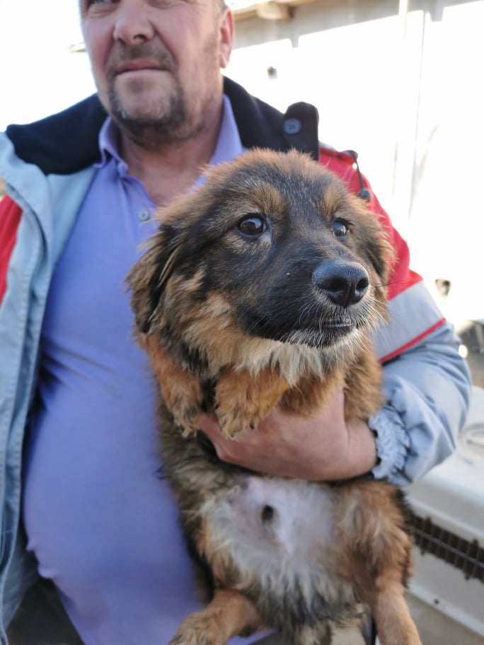 HAPPY (ex TEDDY) - Chiot mâle croisé de petite taille à l'âge adulte - Né en juillet 2021 environ - EN FOURRIERE - Adopté par Véronique B (depart39) 26000910